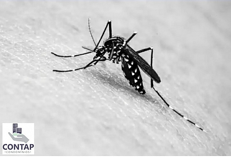 Dicas para evitar o mosquito Aedes aegypti em condomínios 